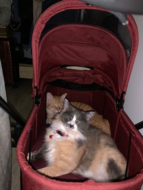 Baby N Ginger - Domestic Short Hair + Domestic Medium Hair Cat