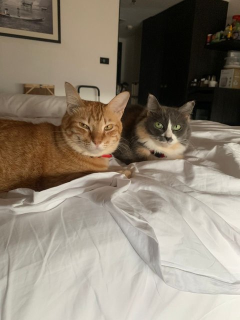 Baby N Ginger - Domestic Short Hair + Domestic Medium Hair Cat