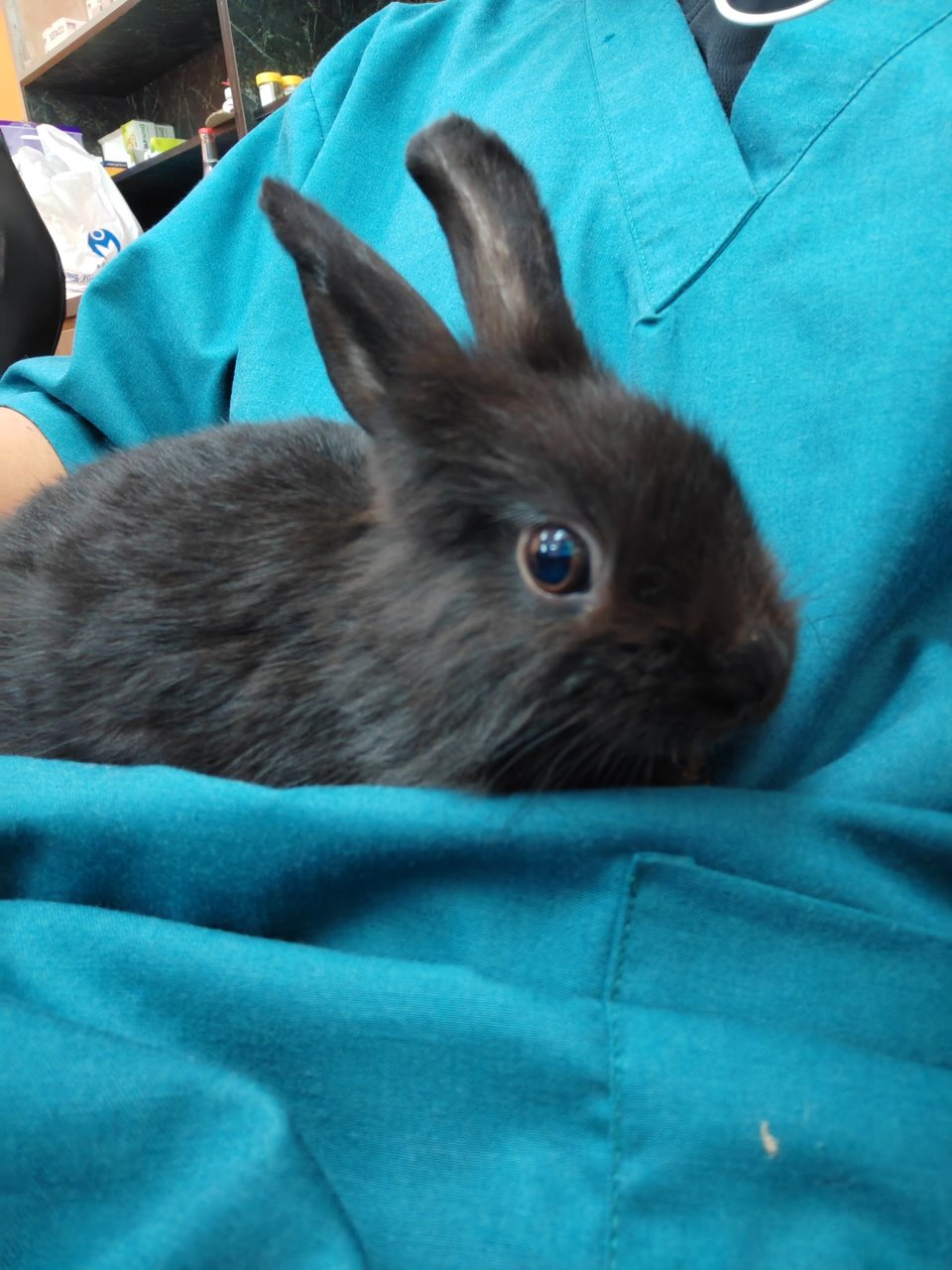 Bunnies - Rex + Lionhead Rabbit