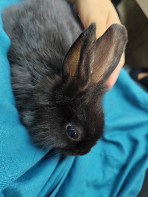 Bunnies - Rex + Lionhead Rabbit