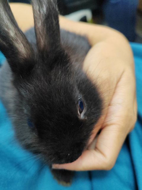 Bunnies - Rex + Lionhead Rabbit