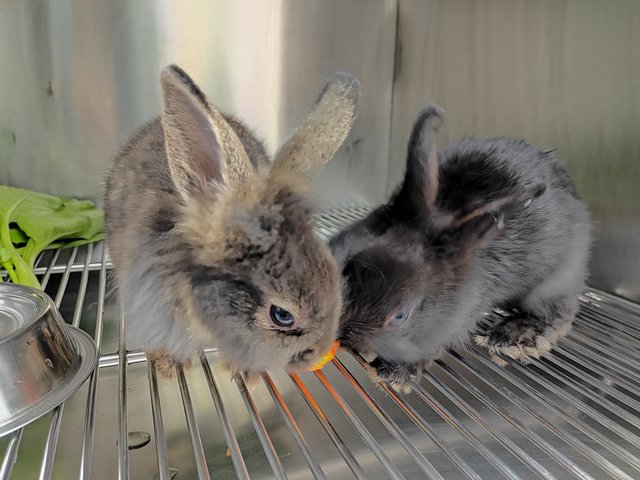 Bunnies - Rex + Lionhead Rabbit