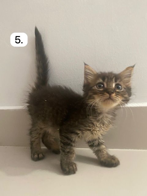 Kittens For Adoption - Domestic Long Hair Cat