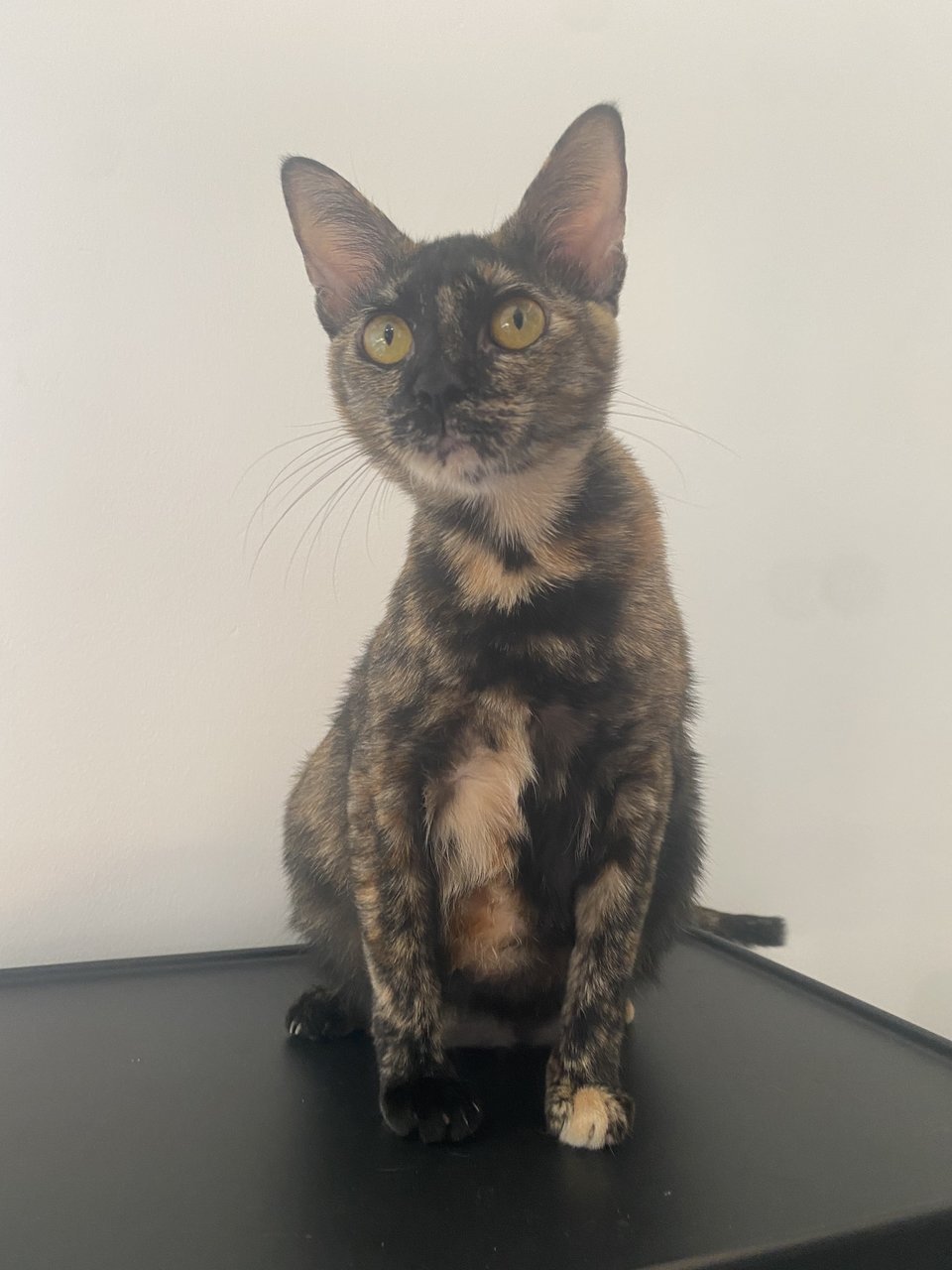 Miau Miau - Tortoiseshell Cat