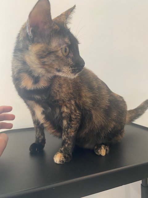 Miau Miau - Tortoiseshell Cat