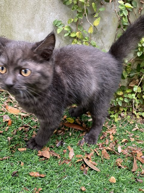 Felix - British Shorthair + Domestic Medium Hair Cat