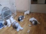 Homebred Shihtzu Puppies - Shih Tzu Dog