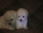 Cute Toy Poodle Puppies - Poodle Dog