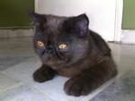 Tommy Blanc - Exotic Shorthair Cat