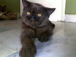 Tommy Blanc - Exotic Shorthair Cat