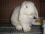 Qaseh - Lop Eared Rabbit