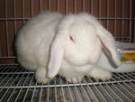 Qaseh - Lop Eared Rabbit