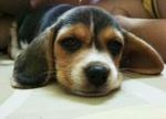 Money - Beagle Dog