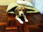 Money - Beagle Dog