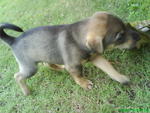 Little Woody Biting dried leaf