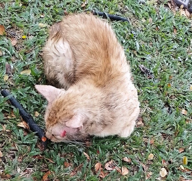 Sammy The Lucky Ginger Cat - Domestic Short Hair Cat