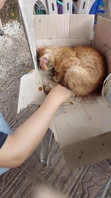 Sammy The Lucky Ginger Cat - Domestic Short Hair Cat