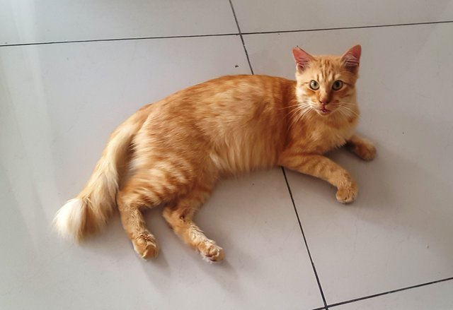 Sammy The Lucky Ginger Cat - Domestic Short Hair Cat