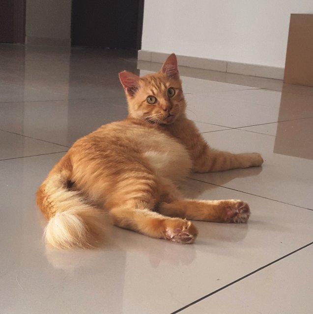 Sammy The Lucky Ginger Cat - Domestic Short Hair Cat