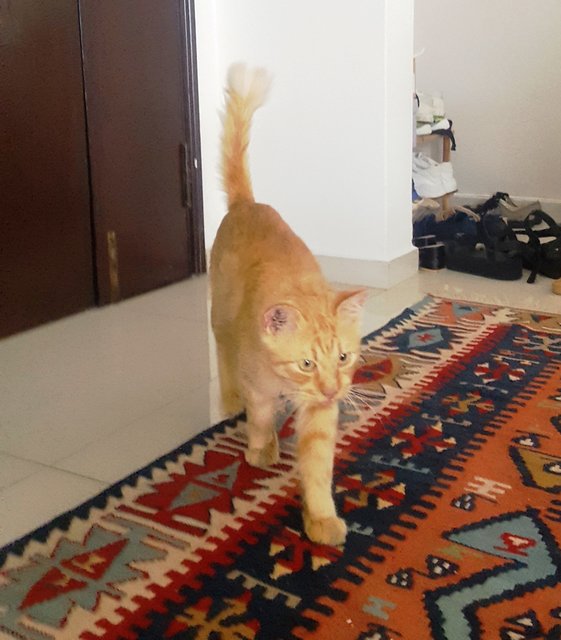 Sammy The Lucky Ginger Cat - Domestic Short Hair Cat