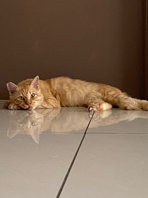 Sammy The Lucky Ginger Cat - Domestic Short Hair Cat