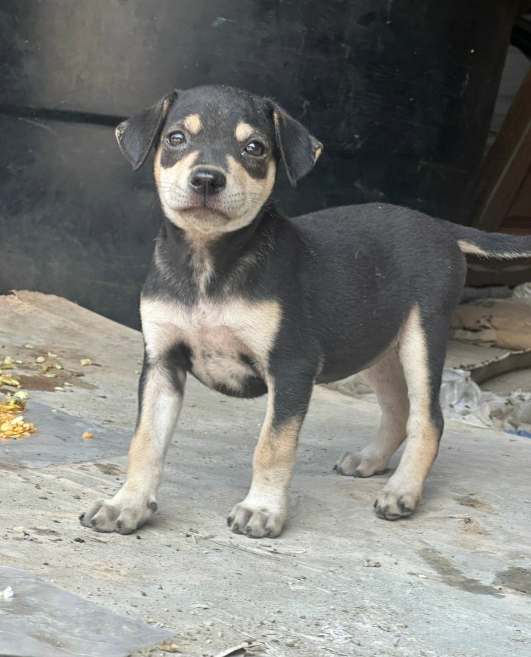 Nico - Mixed Breed Dog