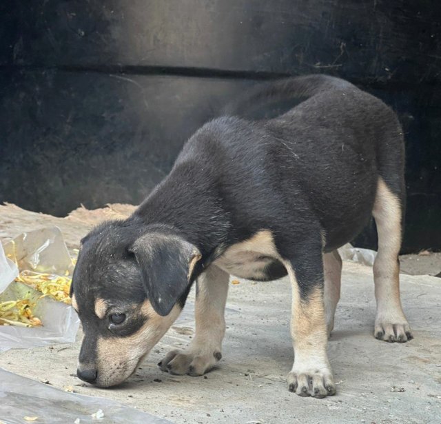 Nico - Mixed Breed Dog