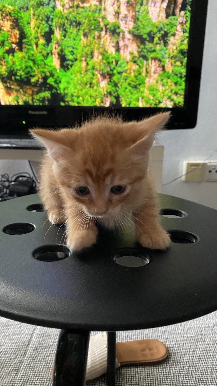 Orange  - Domestic Medium Hair Cat