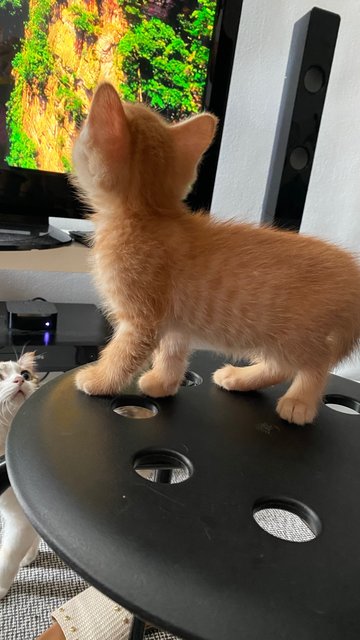 Orange  - Domestic Medium Hair Cat