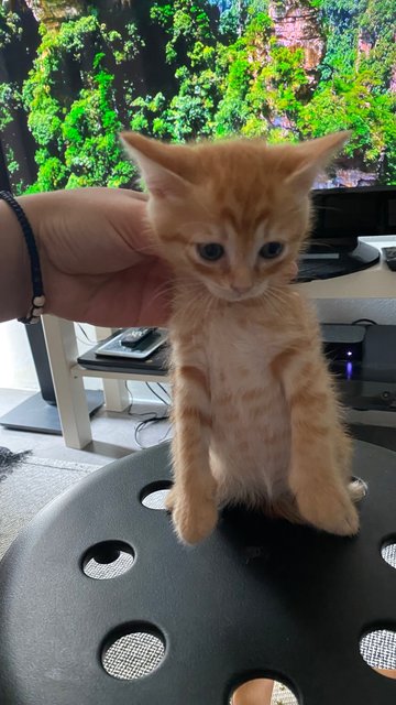 Orange  - Domestic Medium Hair Cat