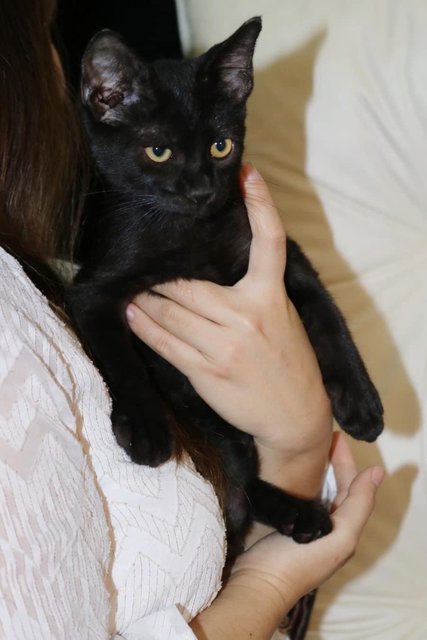 Blackie - Domestic Short Hair Cat