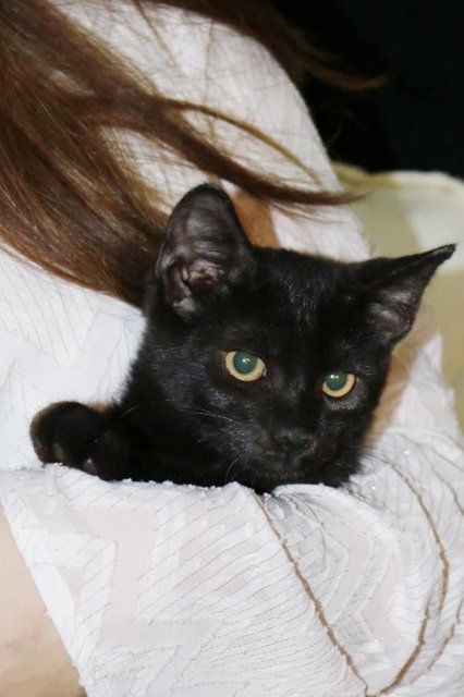 Blackie - Domestic Short Hair Cat