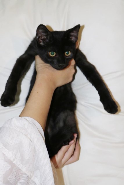 Blackie - Domestic Short Hair Cat