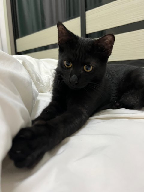 Blackie - Domestic Short Hair Cat