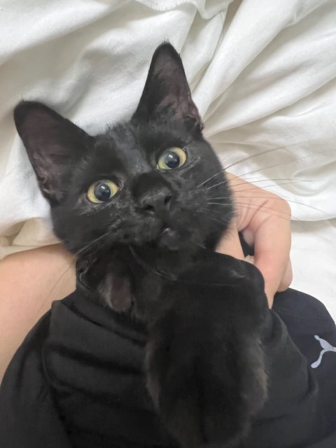 Blackie - Domestic Short Hair Cat