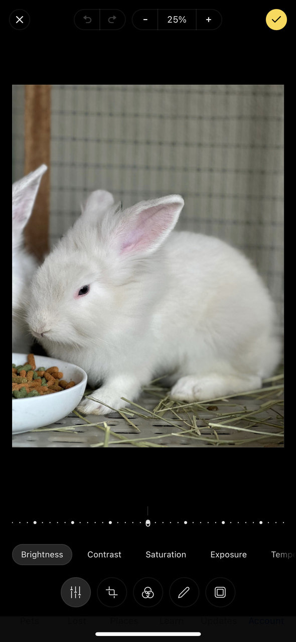 No - Lionhead Rabbit