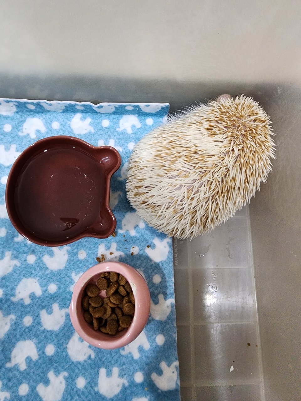 Small H - Hedgehog Small & Furry