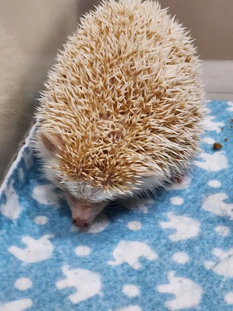 Small H - Hedgehog Small & Furry