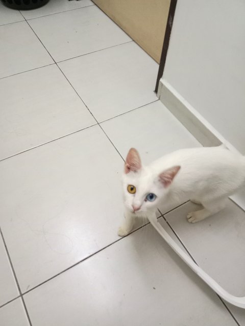 Kaew Mika Suwannarat @rice - Domestic Short Hair + Siamese Cat