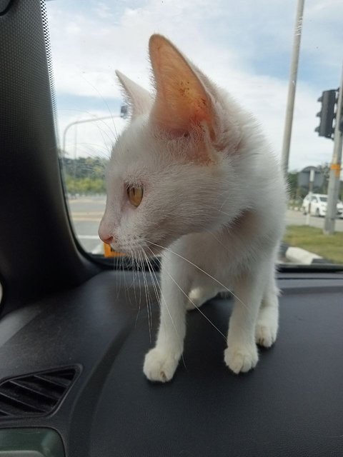 Daraa Miku Suwannarat - Domestic Short Hair + Siamese Cat