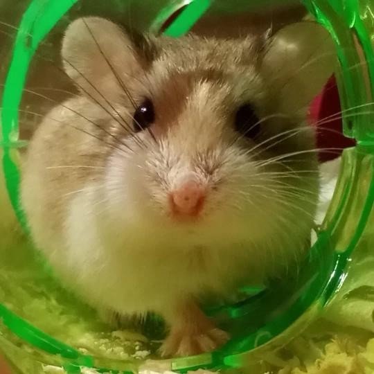 Hamham - Roborovsky's Hamster Hamster