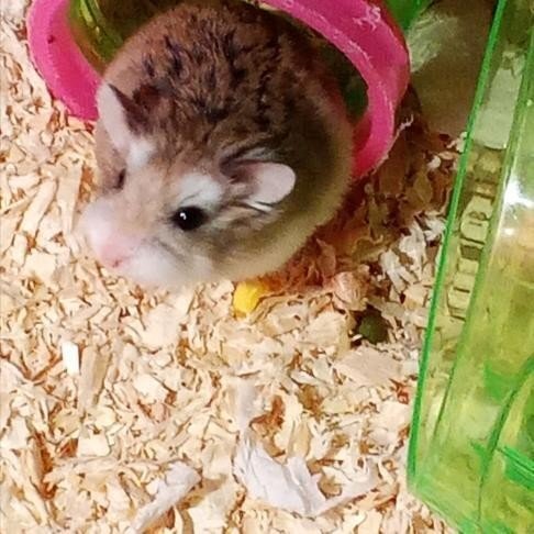 Hamham - Roborovsky's Hamster Hamster