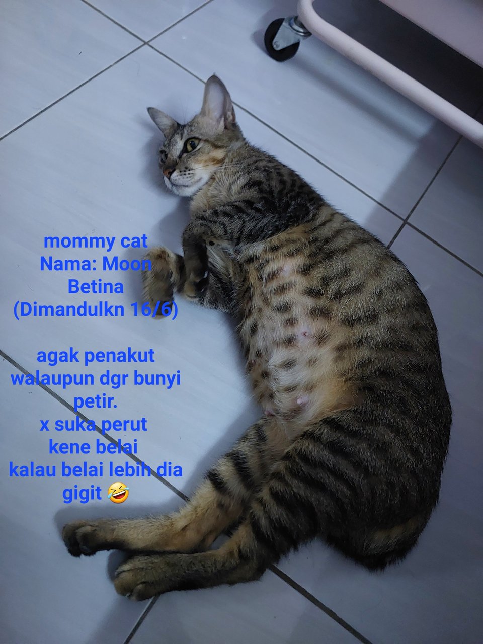 Moon (Mommy Cat) - Domestic Short Hair Cat