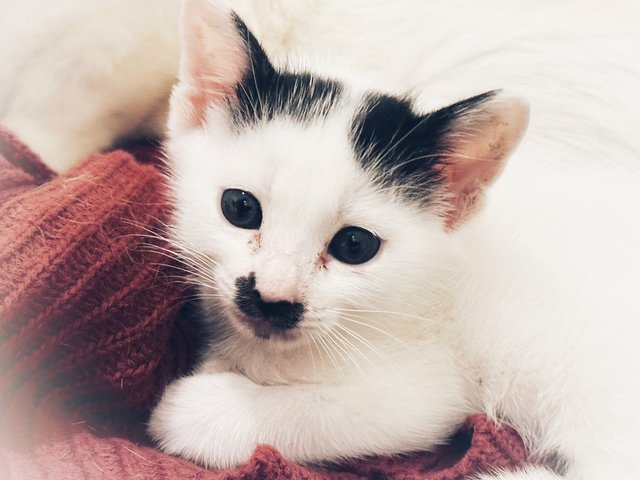 Toffee - Domestic Medium Hair Cat