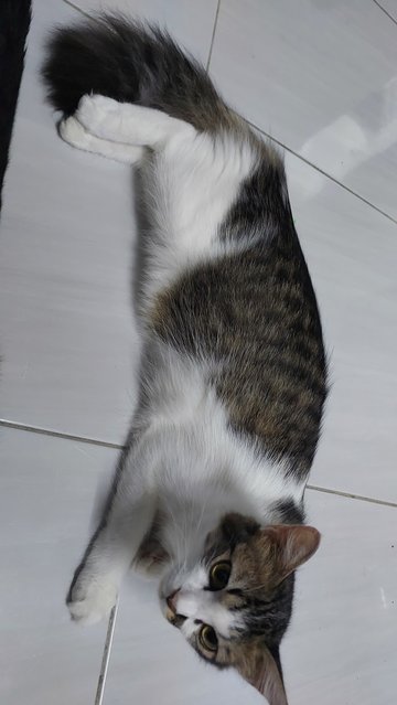 Murni - Domestic Long Hair Cat