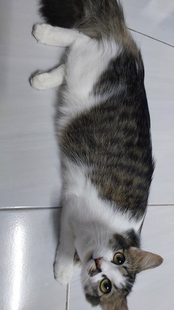 Murni - Domestic Long Hair Cat