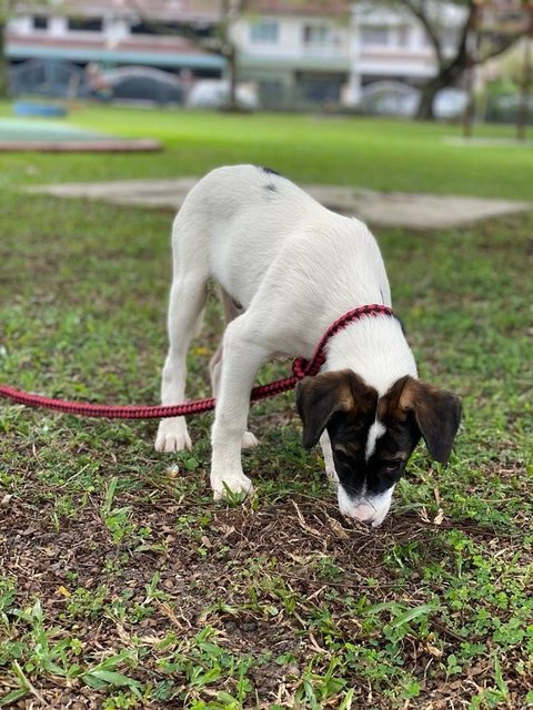 Duke  - Mixed Breed Dog