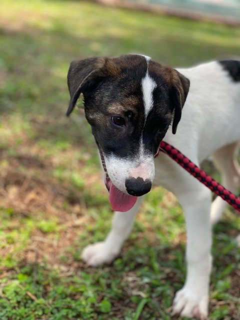 Duke  - Mixed Breed Dog