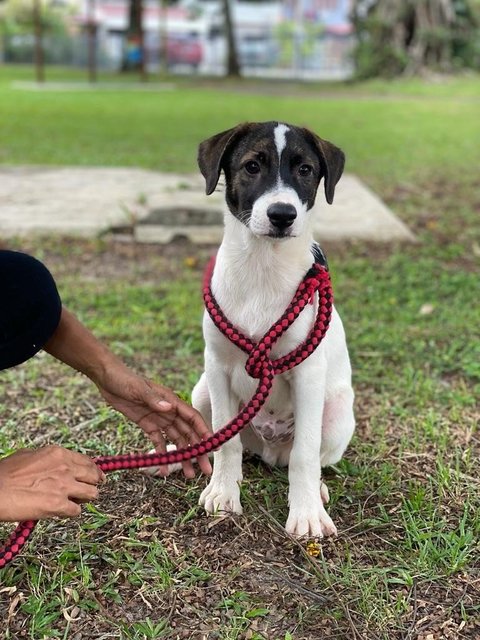 Duke  - Mixed Breed Dog