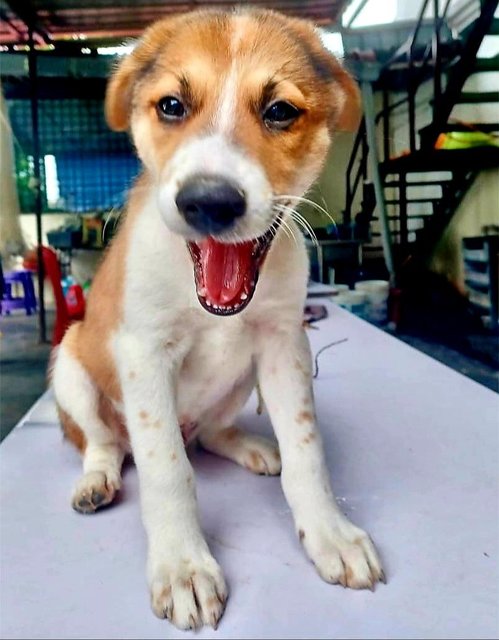 Latte - Border Collie Mix Dog